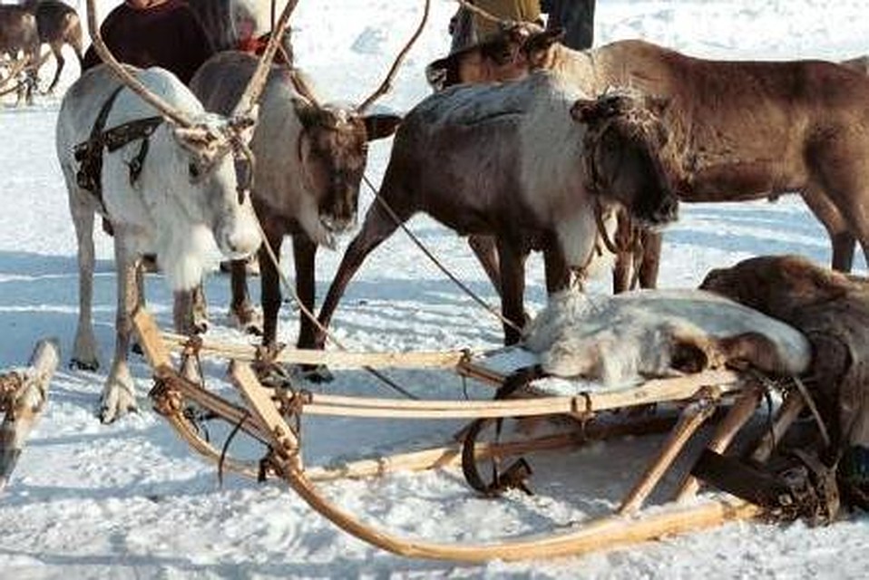 Как в Югре пройдёт слёт оленеводов, охотников и рыбаков. Фото: правительство ХМАО
