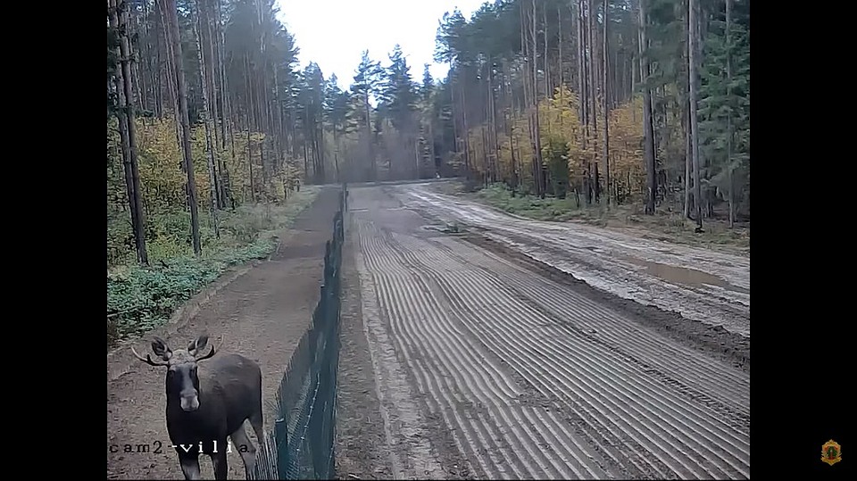Перед тем, как перепрыгнуть через забор, лось пристально посмотрел в камеру. Фото: кадр из видео.