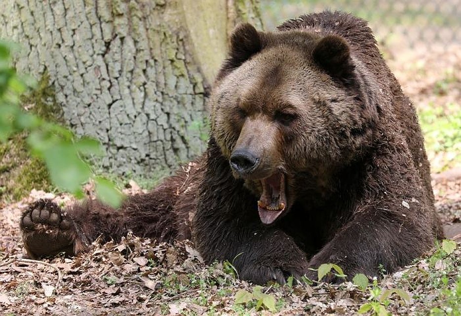 Несмотря на предупреждение врачей, таежные жители продолжают употреблять мясо медведей, пораженное личинками трихинеллы