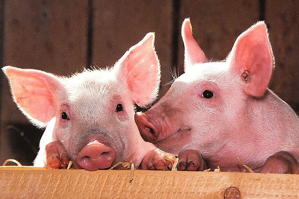 ФОТО: pixabay.com