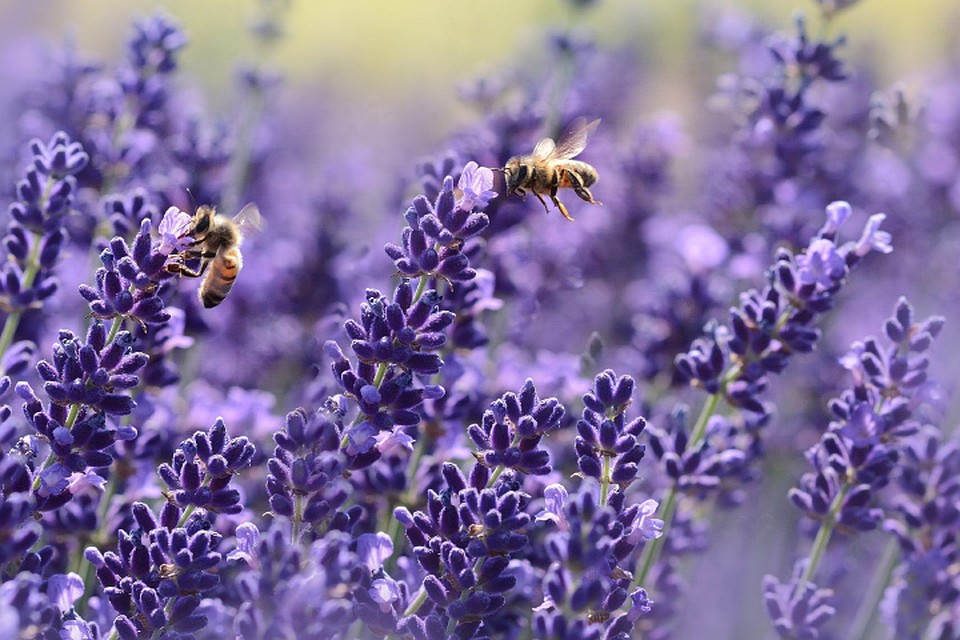 Фото: pixabay.com