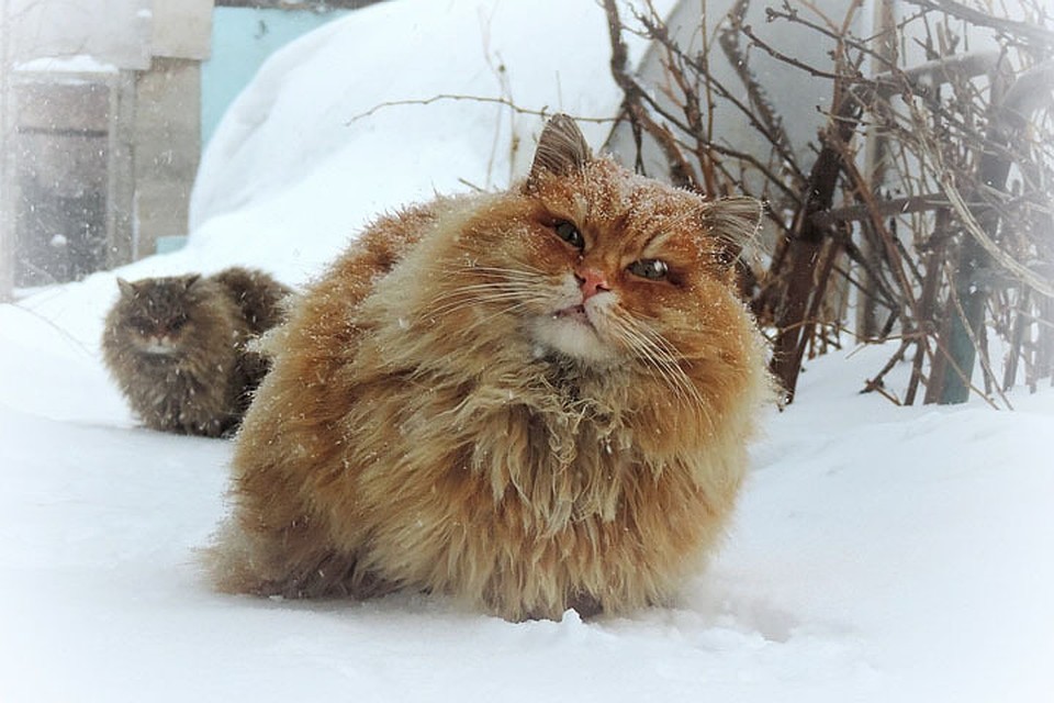 Котики Аллы Лебедевой