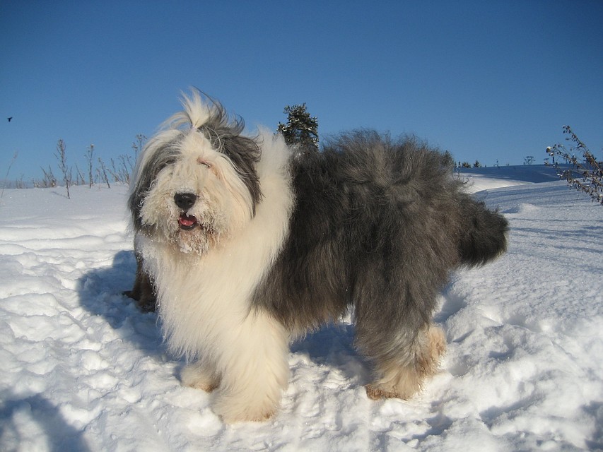 Происхождение