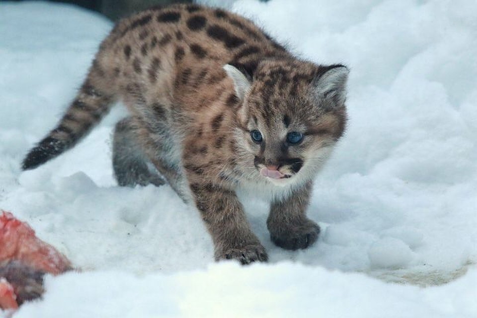 Малыш уже начал показываться из домика. Владимир ШАДРИН/https://vk.com/novosibirsk_zoo