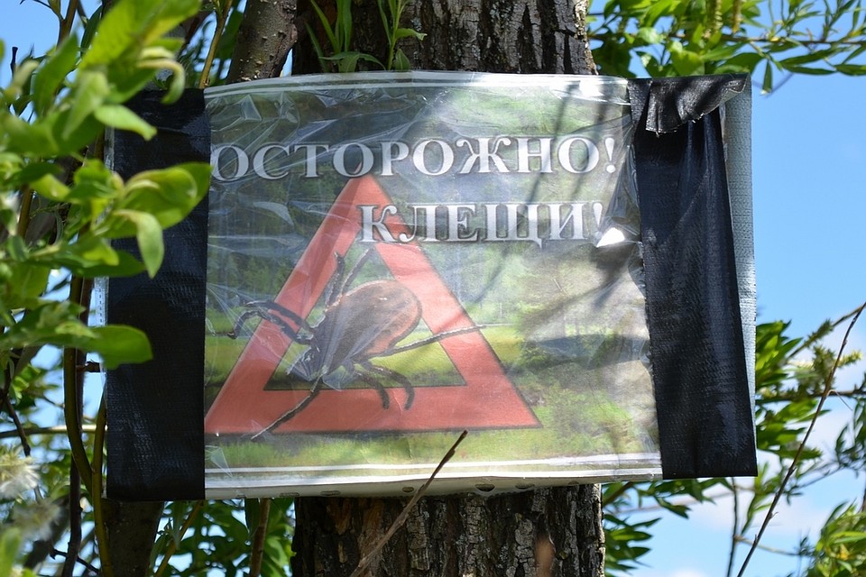 Уже двоих липчан покусали клещи