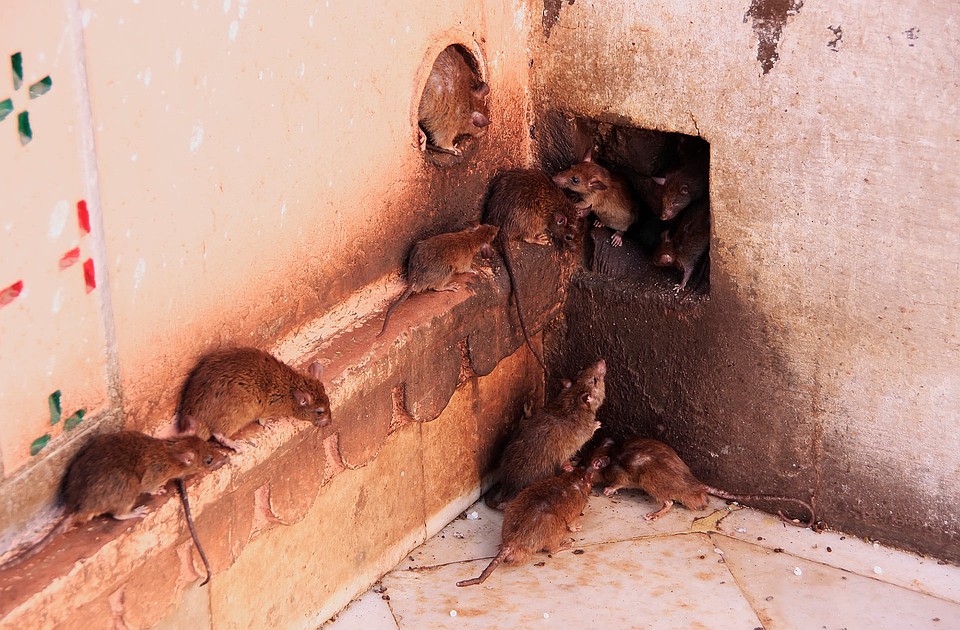 Фото: allisonpestcontrol.com