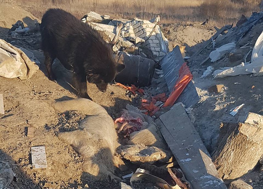 Мясо мертвых животных уже начали растаскивать бездомные собаки