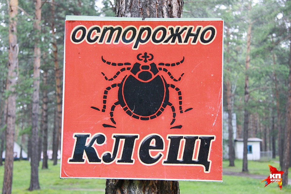 Клещи начинают нападать, как только сходит снег