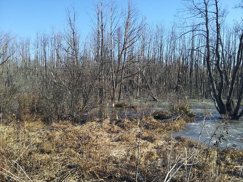 В Тускаре уровень воды заметно упал
