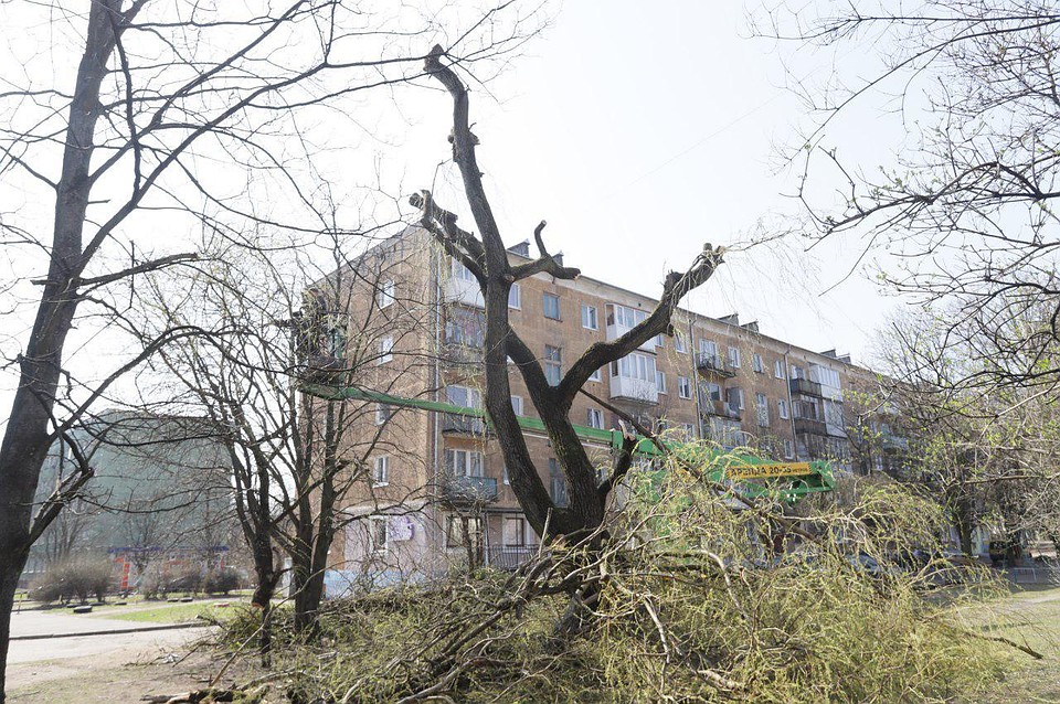 Сегодняшняя обрезка ивы на улице Соммера