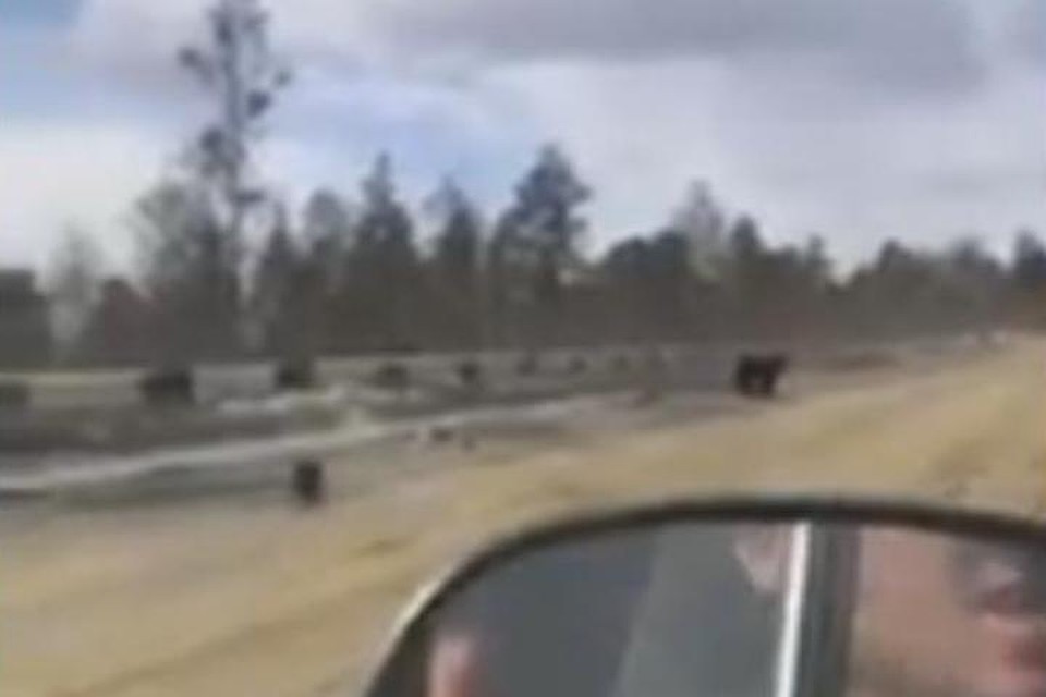 Сибиряки сняли на видео медведицу с медвежонком на трассе в Иркутской области