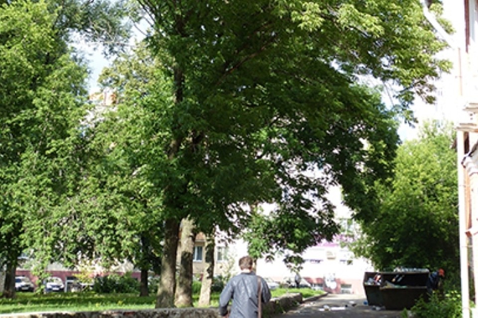 Ясень манчжурский неплохо прижился на пермской земле. Фото: ПГНИУ.