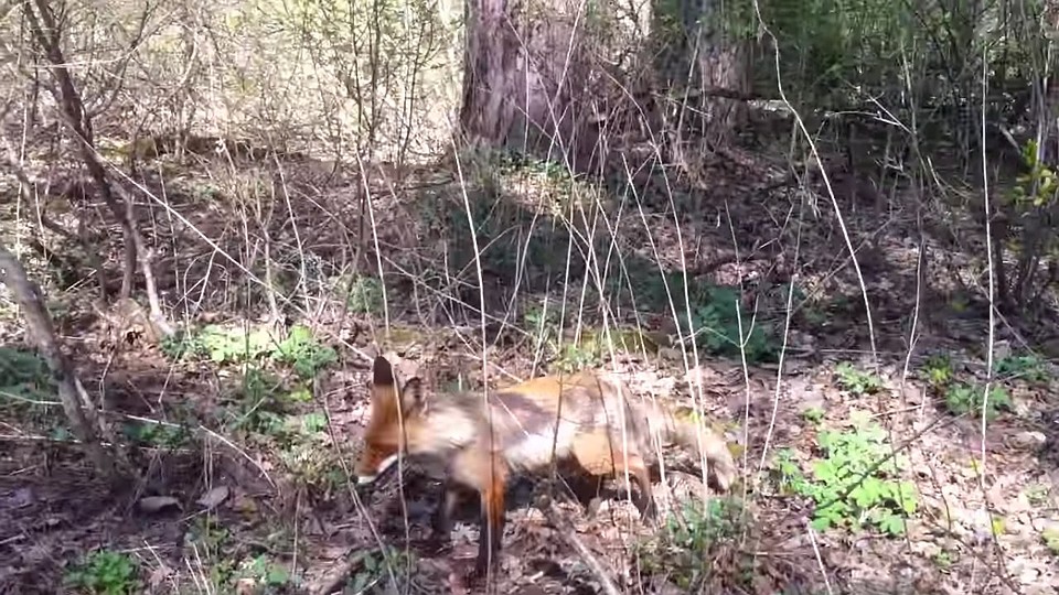 Лиса удивила местных жителей