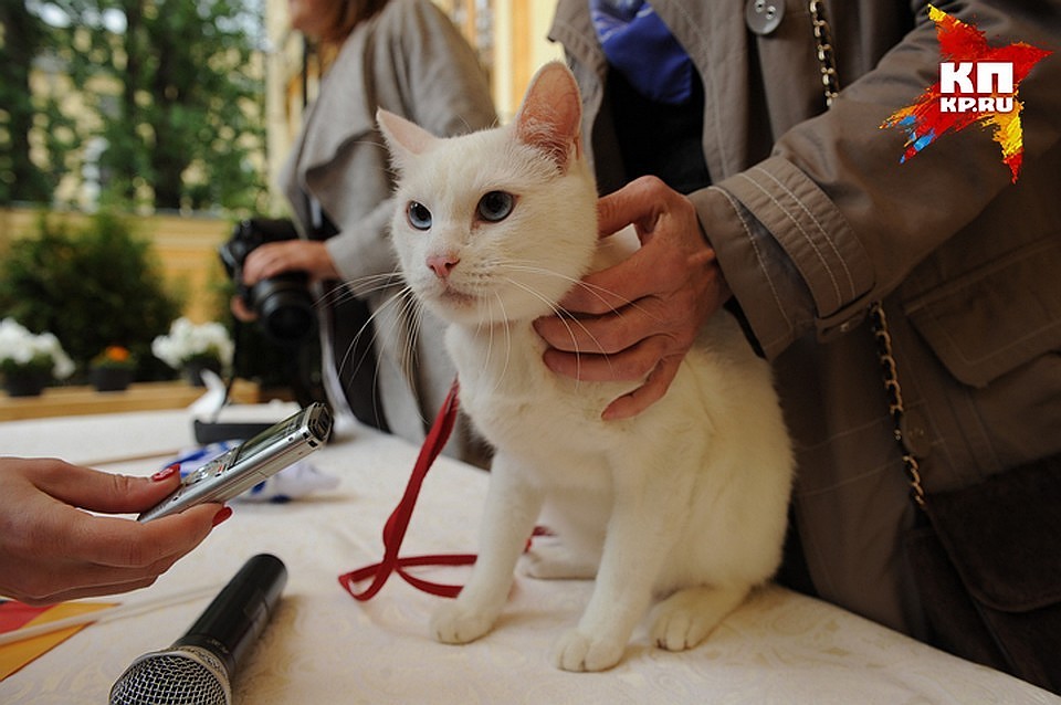 Уже летом "коллега" эрмитажных котов, котик Ахилл, будет предсказывать результаты Чемпионата мира по футболу-2018