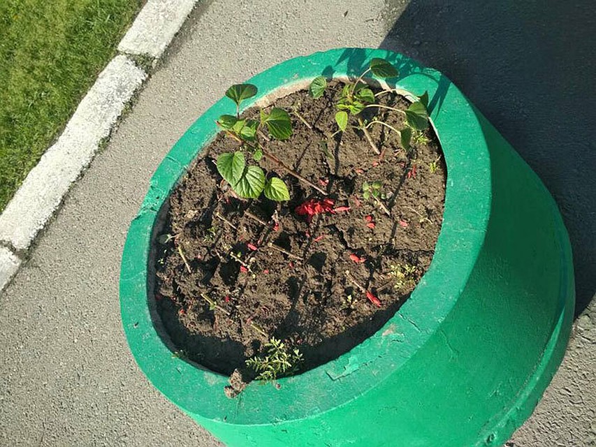 Клумбы и вазоны, потерявшие цветущий вид, теперь не смогут радовать горожан.
