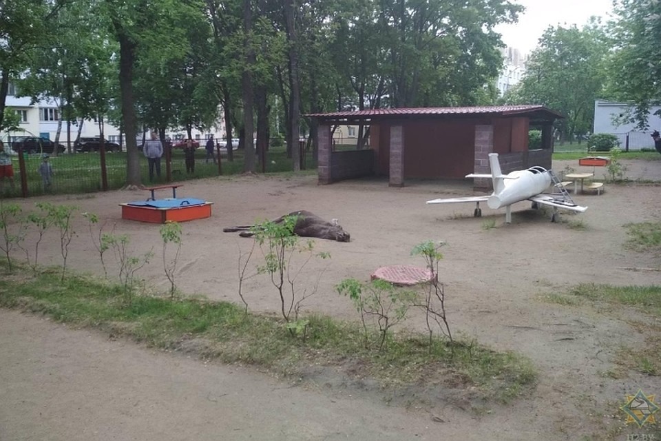 Животное забрело в детский сад и, к несчастью, погибло. Фото: МЧС