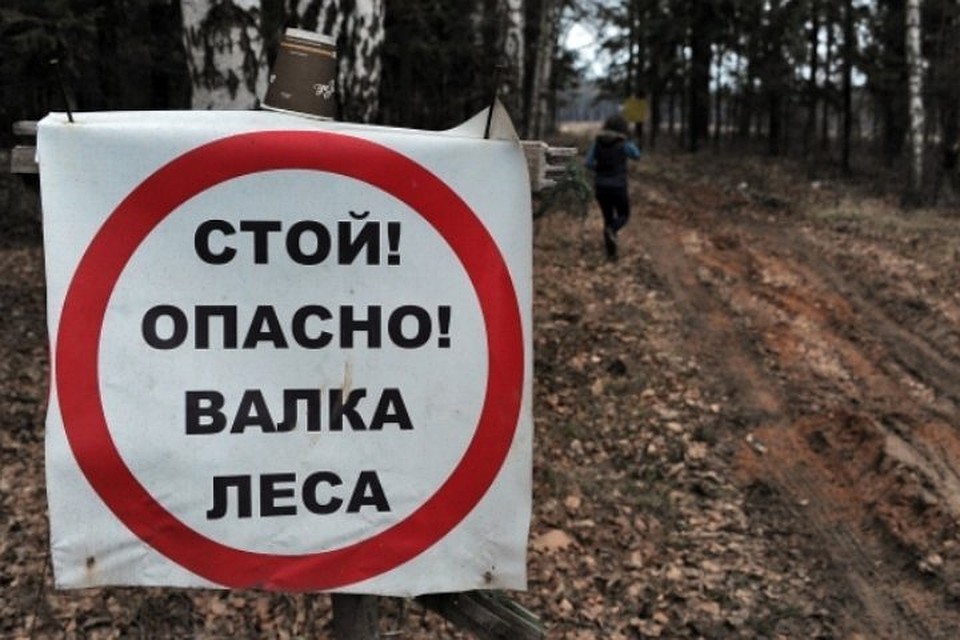 В Томской области на сотрудника лесничества возбуждено уголовное дело.