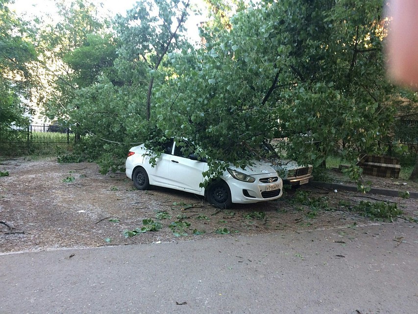 В социальных сетях Ростова-на-Дону обсуждают фото деревьев, которые упали на припаркованные иномарки. Фото: группа Вконтакте "Ростов-Главный".