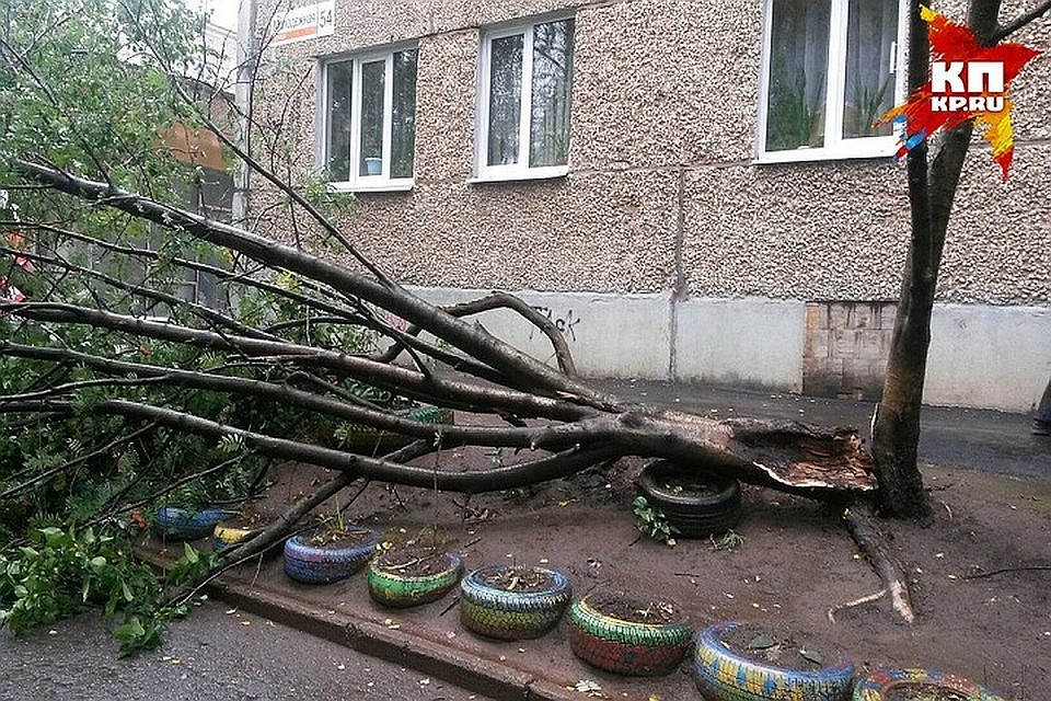 В Орле уберут поваленные во время грозы деревья