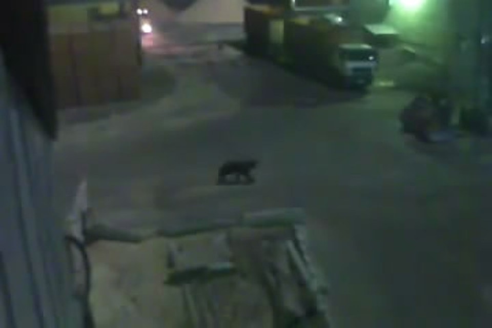 Видео с медведем, забежавшим на завод в Усть-Илимске, стало хитом интернета