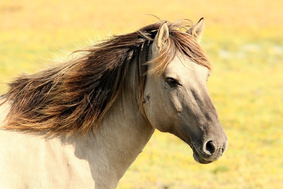 Фото: Pixabay