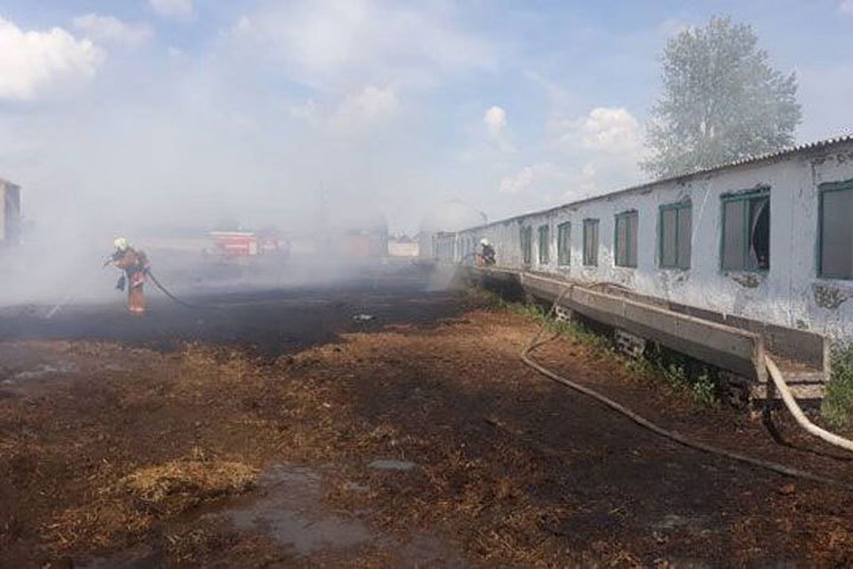 Спасатели дважды за сутки выезжали на ликвидацию пожаров на молочно-товарных фермах. Фото: Минского областного УМЧС