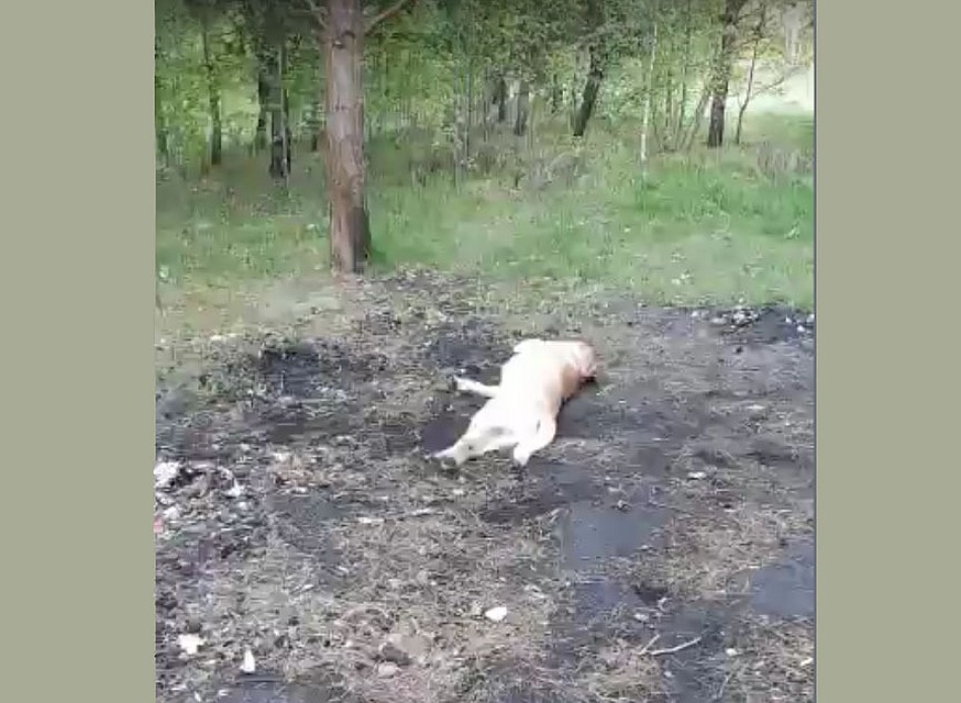 Фото: кадр из видео, где пес катается по земле, пытаясь успокоить жжение
