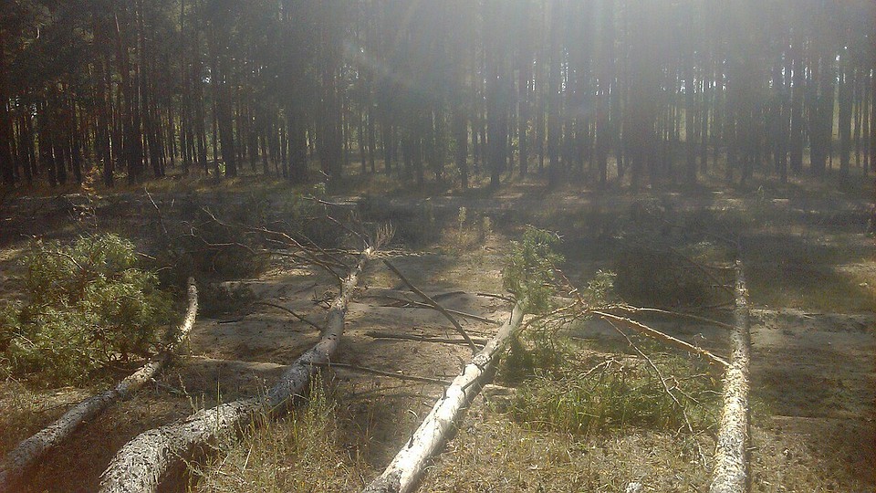 фото со страницы сообщества "Поисково-спасательный отряд"Черноземье" в "ВК"