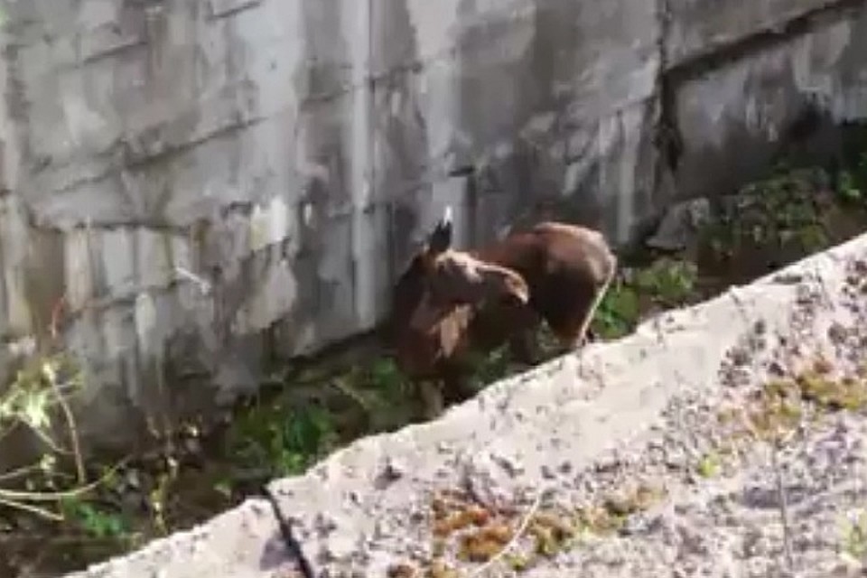Фото: скриншот видео