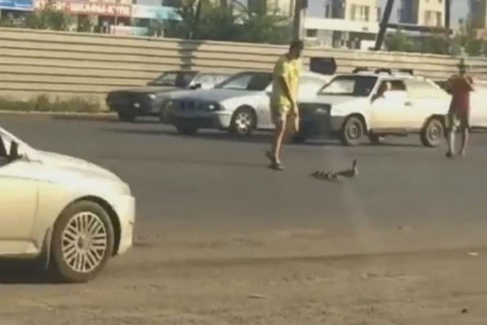 Утиная семья парализовала движение на магистрали Фото: соцсети