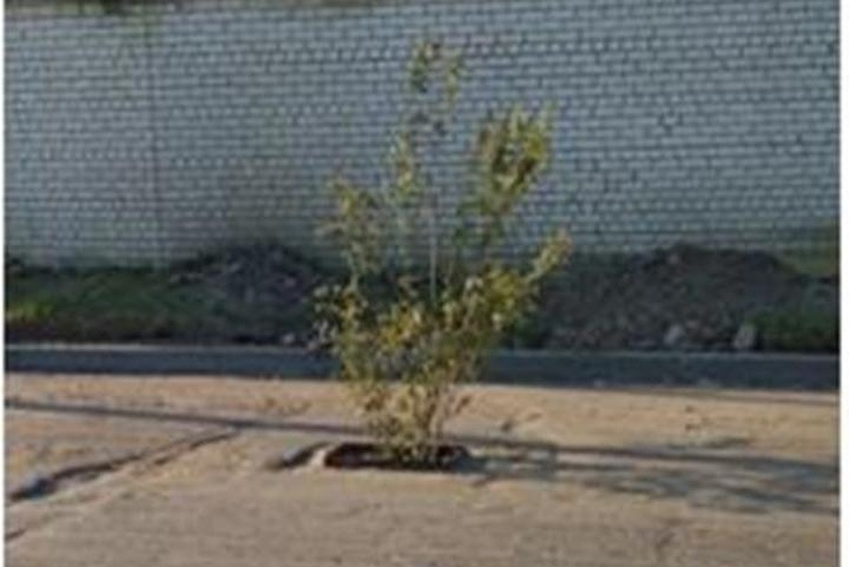 Фото из соцсетей