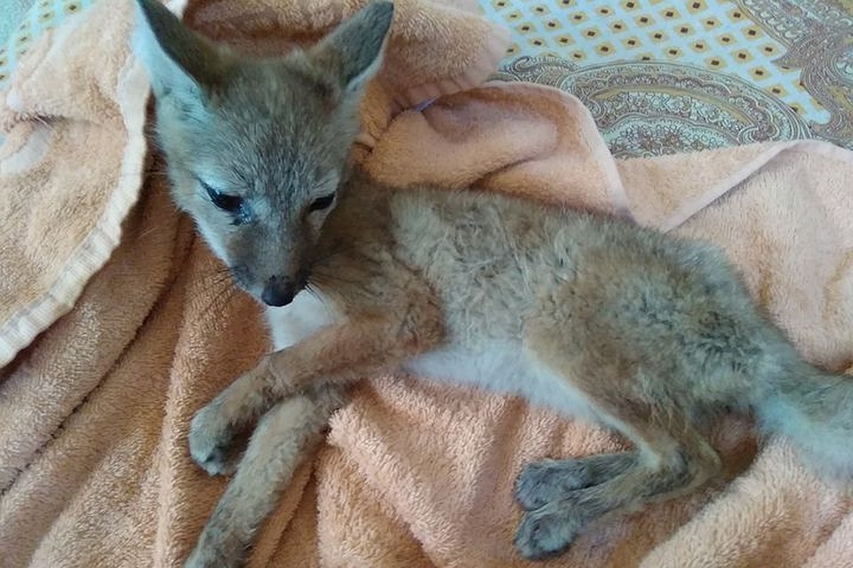 Лисенку нет и двух месяцев. Фото: "Кошкино лукошко".