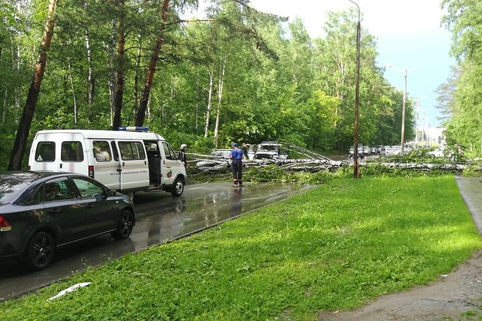 Дерево упало на проспекте Коптюга. Фото: https://vk.com/akadem54.
