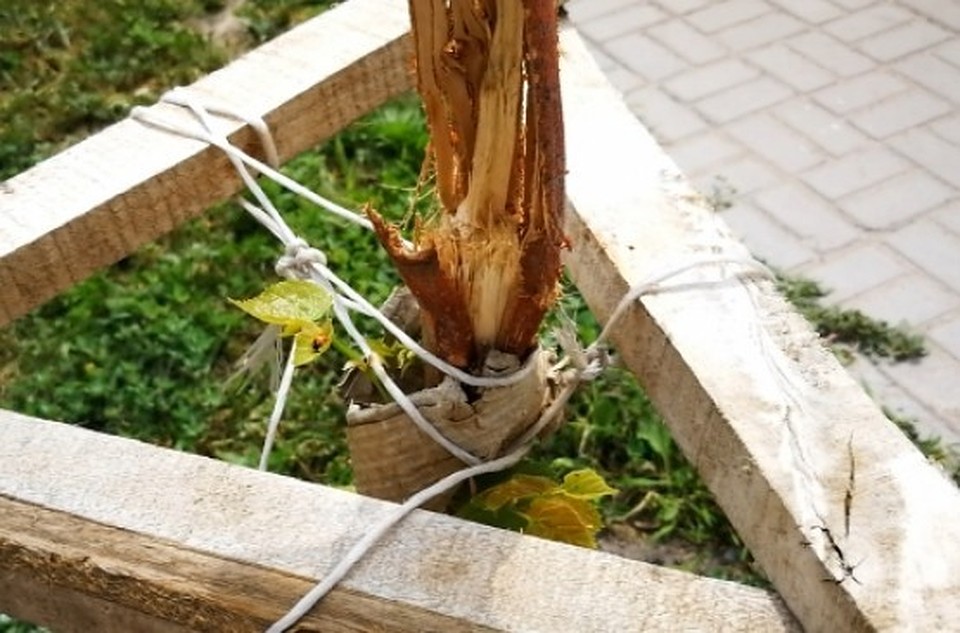 Саженцы принялись, и уже следующей весной у молодых деревьев могла появиться крона, но хулиганы уничтожили их.