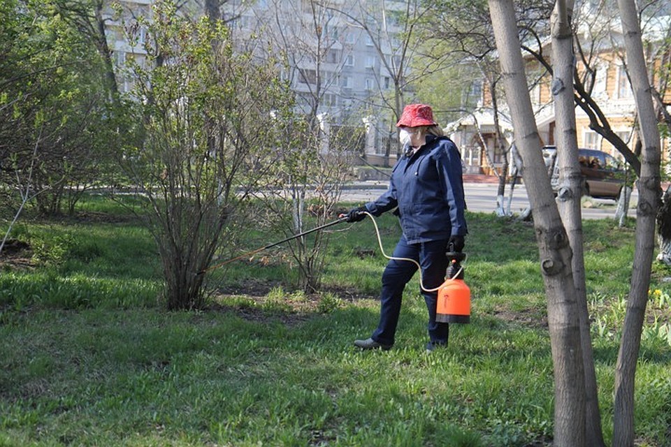 За прошедшую неделю в Иркутской области за медицинской помощью по поводу присасывания клещей обратилось 950 человек.