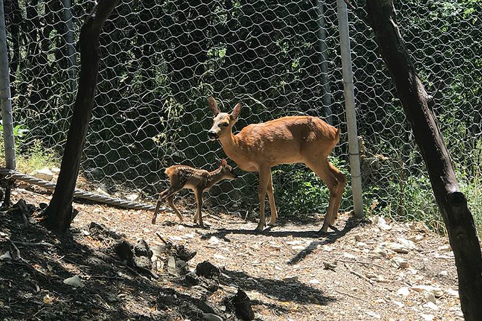 Фото: instagram.com/safari_park_gelendzhik