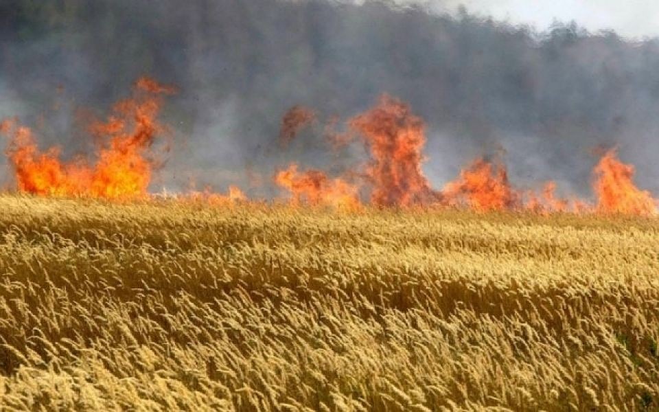 120 гектаров хлеба уничтожены на корню. Фото: facebook.com