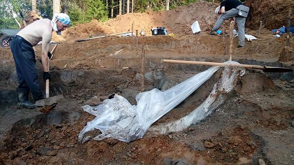 Бивень древнего слона. Фото: Группа ВК Трогонтериевый слон