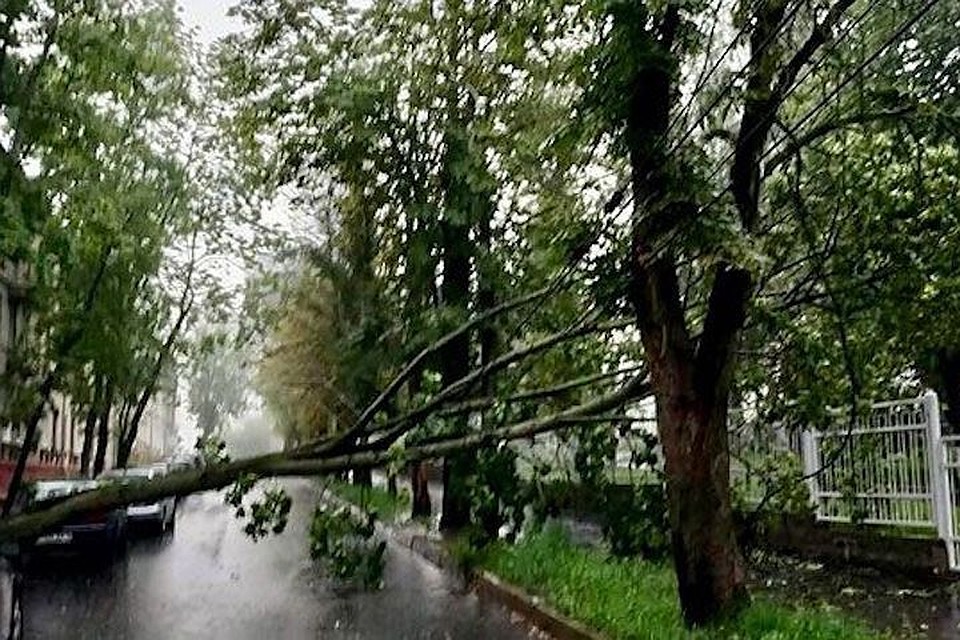 Фото МЧС В Минске из-за непогоды упали три дерева, никто не пострадал