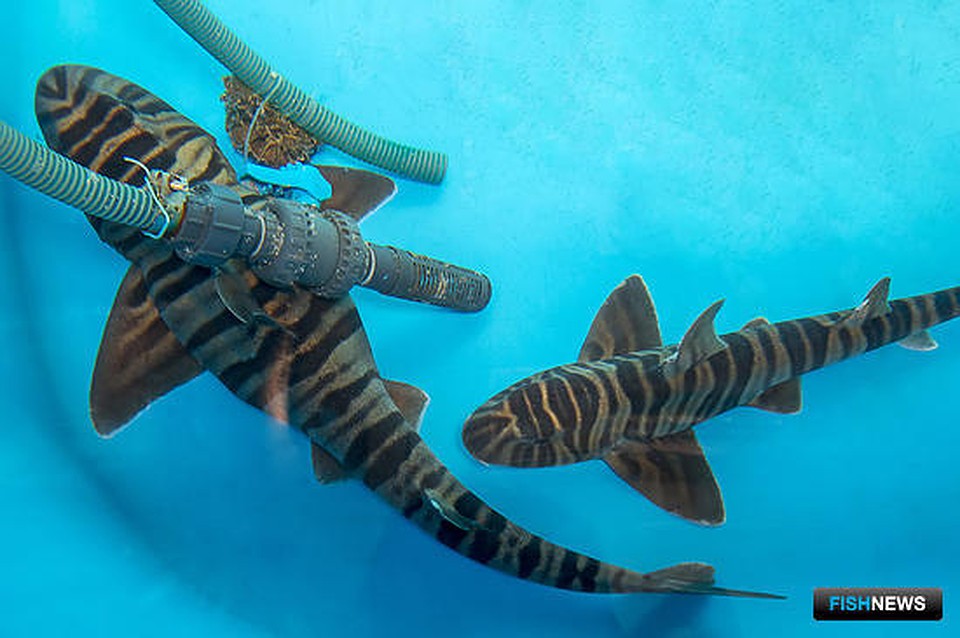 фото - РИА FishNews.ru