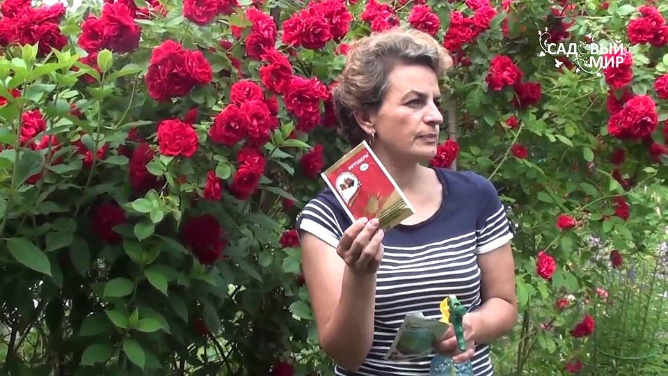Наталья Петренко. Садовый мир.