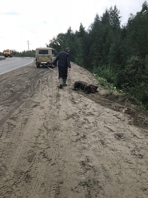 Фото из паблика «Жесть Коми»