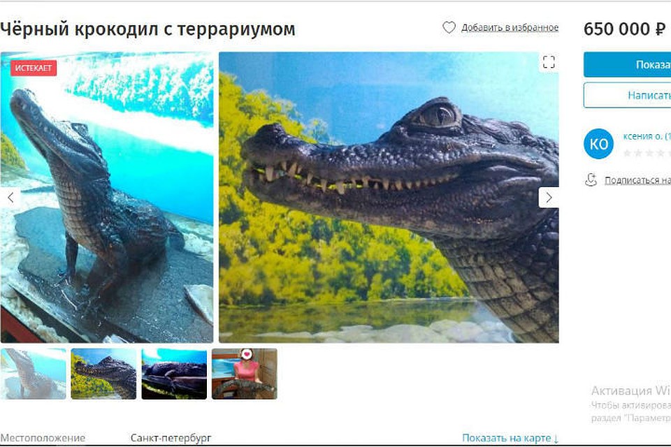Продается крокодил "под ключ". Фото: сайт бесплатных объявлений "Юла"
