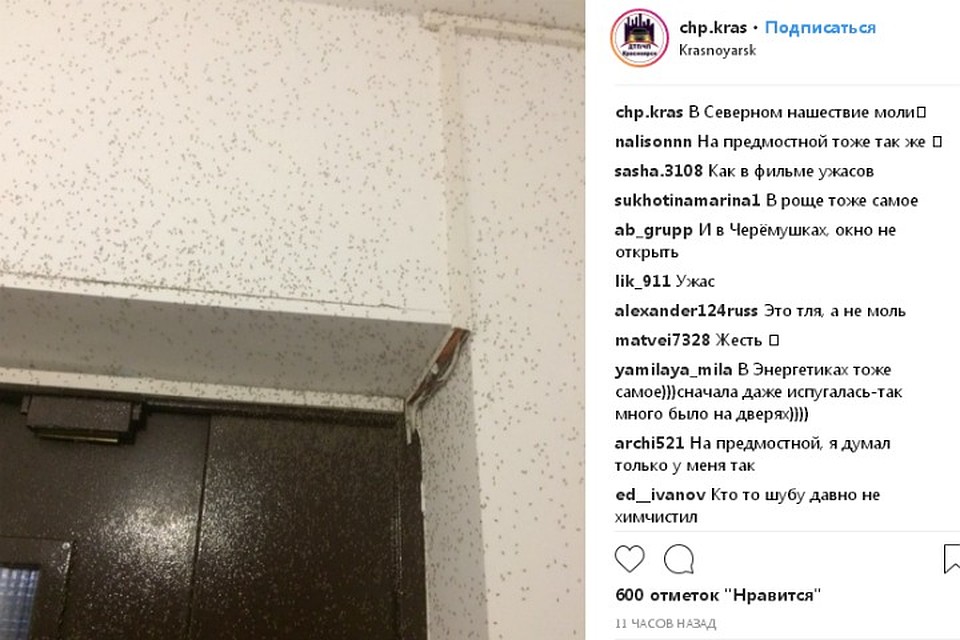 Тучи насекомых атаковали несколько районов Красноярска. Фото: ЧП - Красноярск, Instagram.
