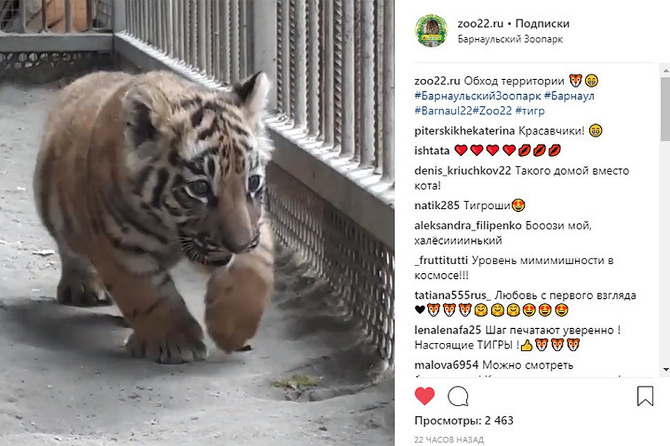 Тигренок из барнаульского зоопарка