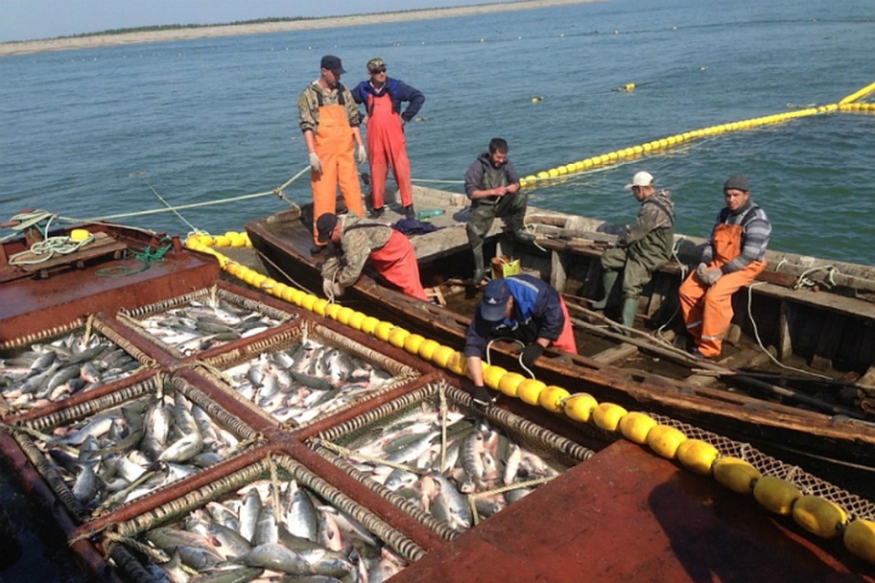 Паводок и рыба: Как «большая вода» повлияла на биоресурсы в Амуре