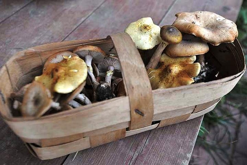 Не собирайте незнакомые грибы и тем более не пробуйте их на вкус сырыми!