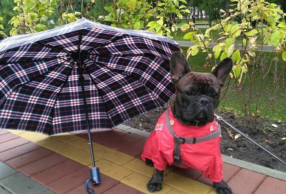 В ближайшие дни в Томске будет прохладно. Фото: Instagram/jackie_dogland