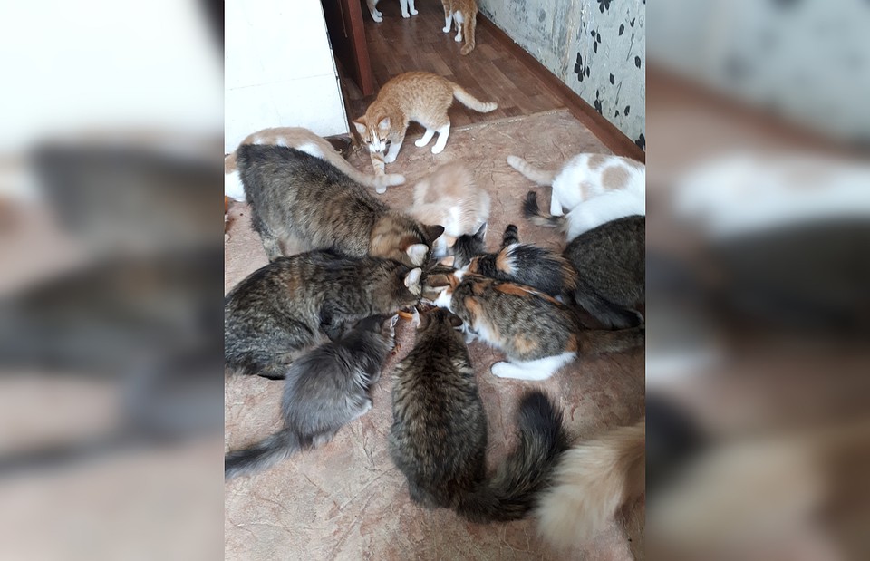 Пожилой мужчина держал дома 30 кошек. Фото: группа "Дедушкины кошки".