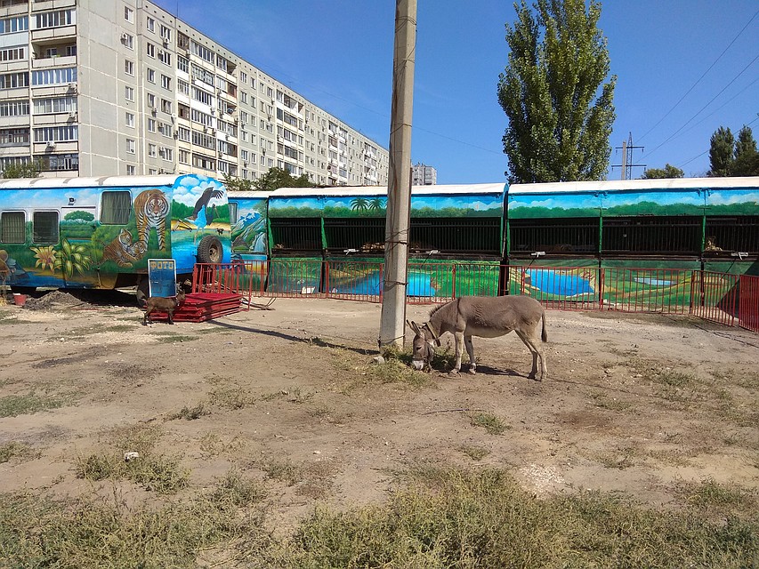 Передвижной зоопарк "Сафари" остановился под окнами трех многоэтажек